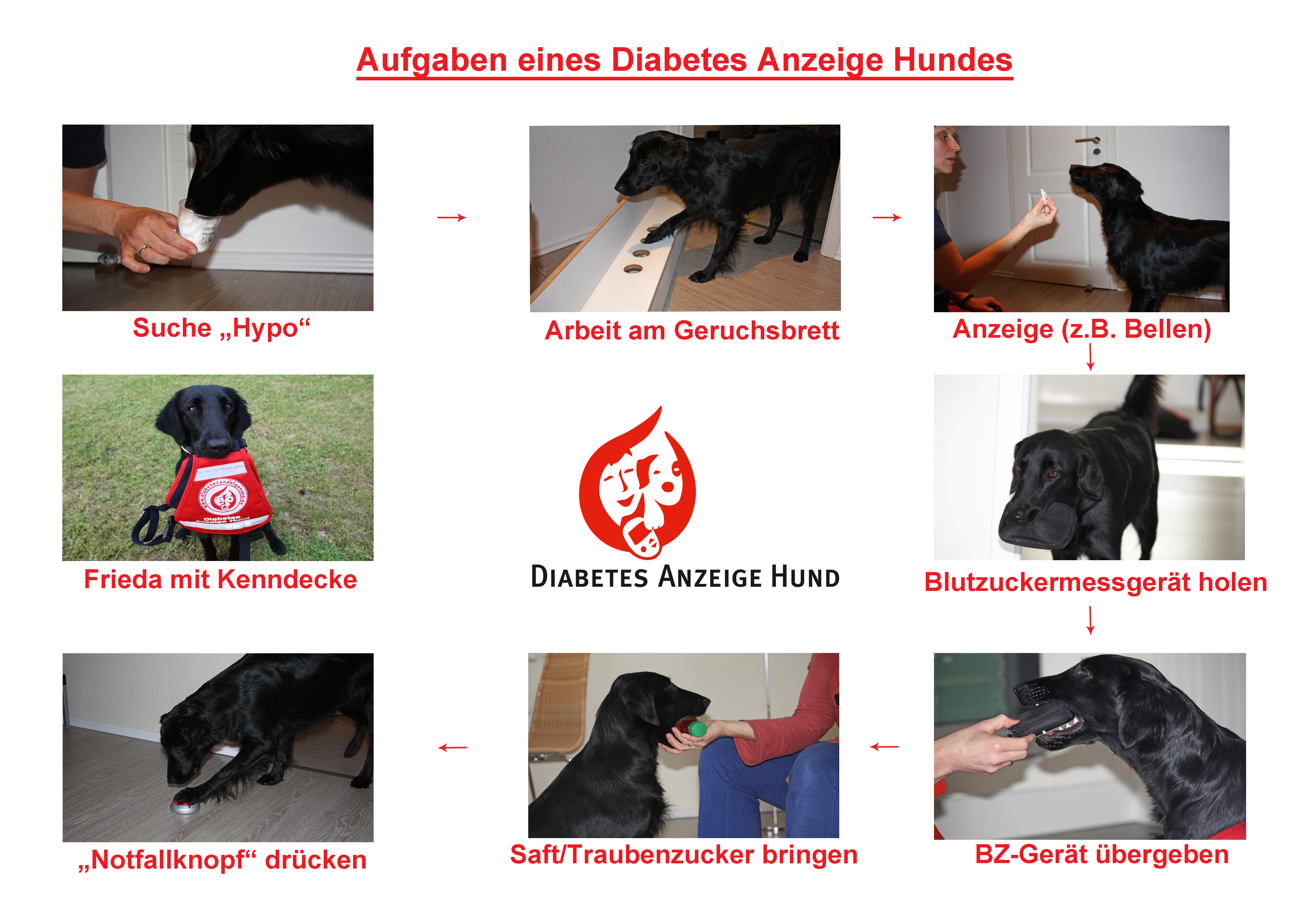 Aufgaben des Diabetes Anzeige Hund bzw des Diabetikerwarnhund