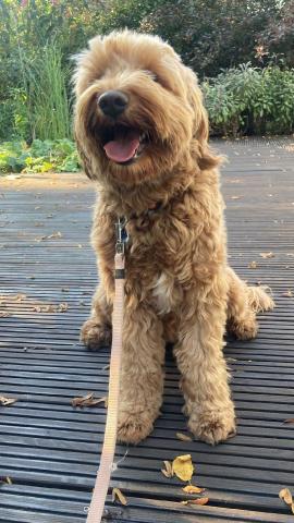 Labradoodle Dame Saphira